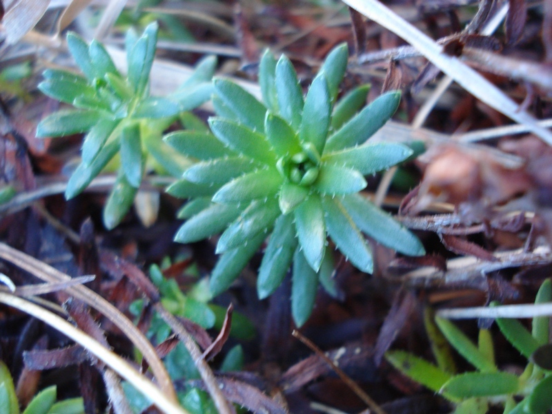 Saxifraga aizoides