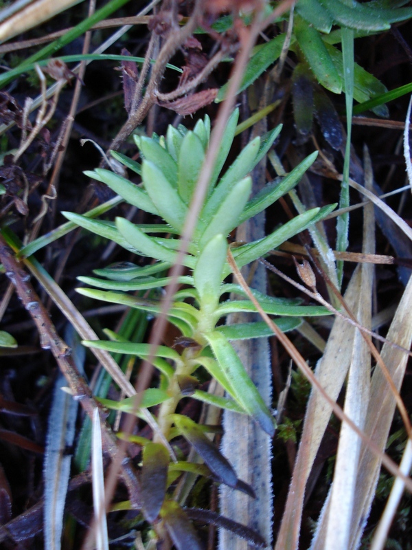 Saxifraga aizoides