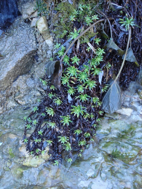 Saxifraga aizoides