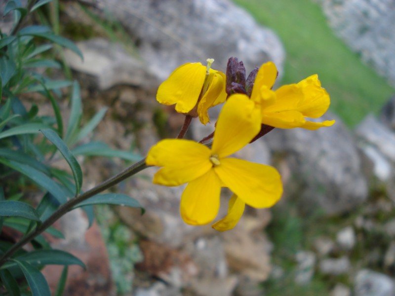 Erysimum cheiri