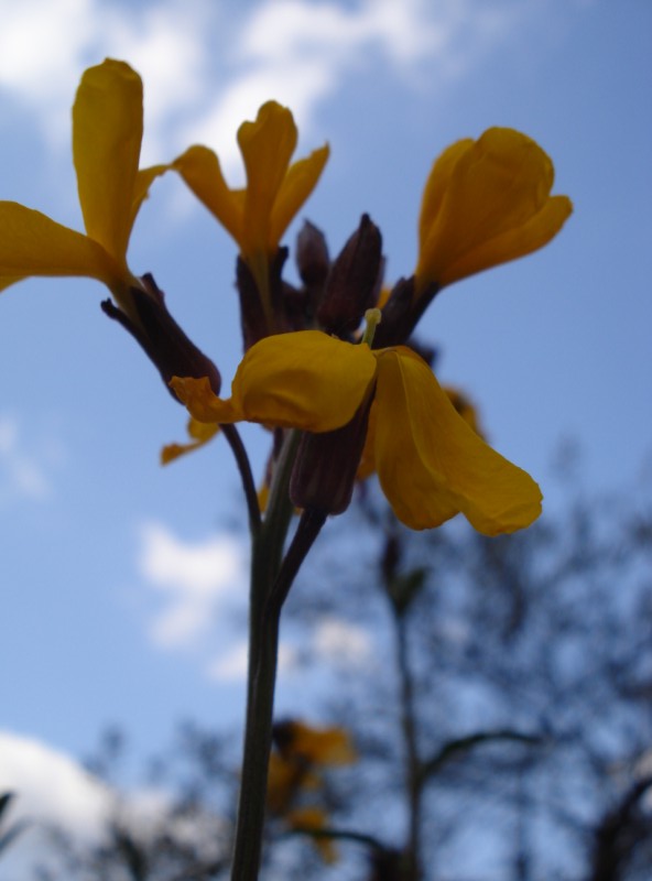 Erysimum cheiri