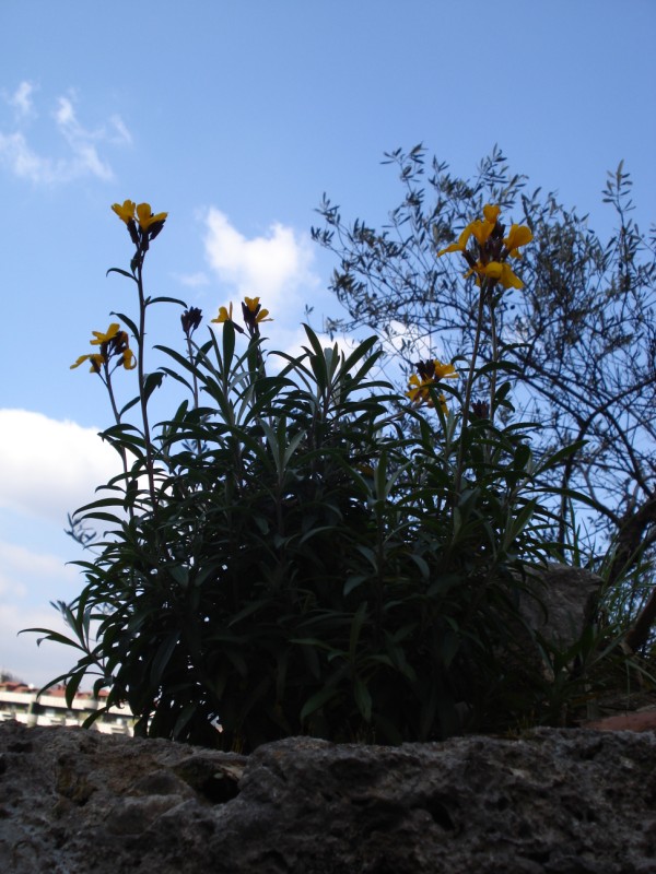 Erysimum cheiri