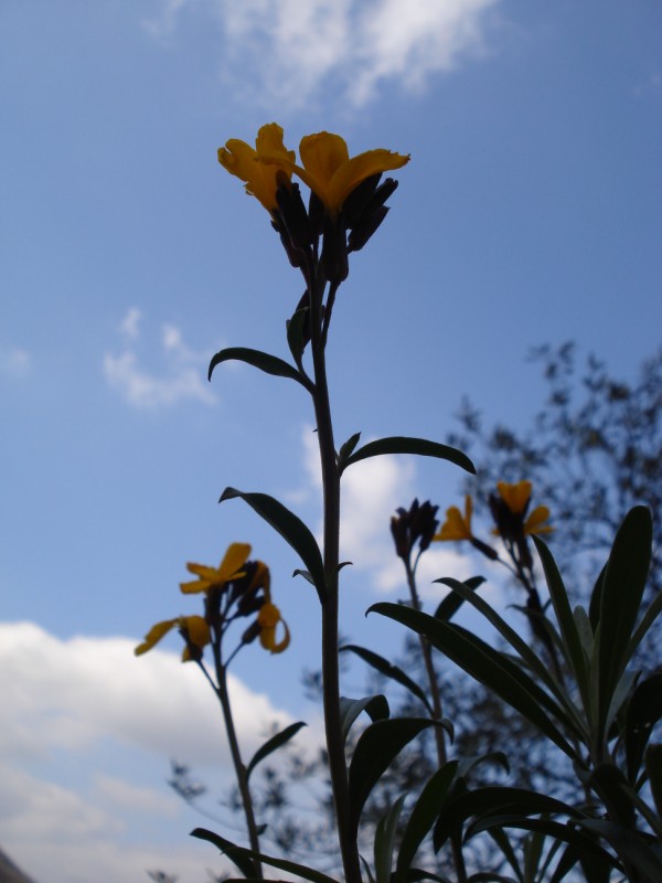 Erysimum cheiri