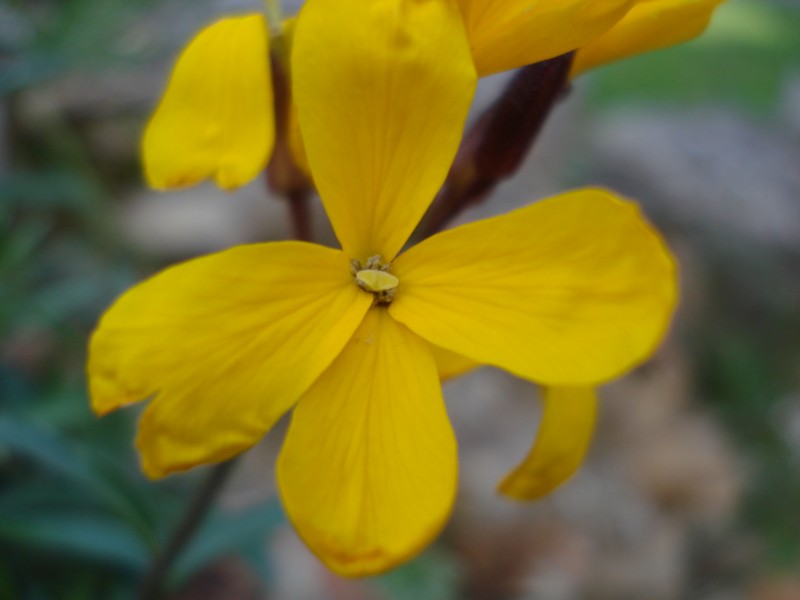 Erysimum cheiri