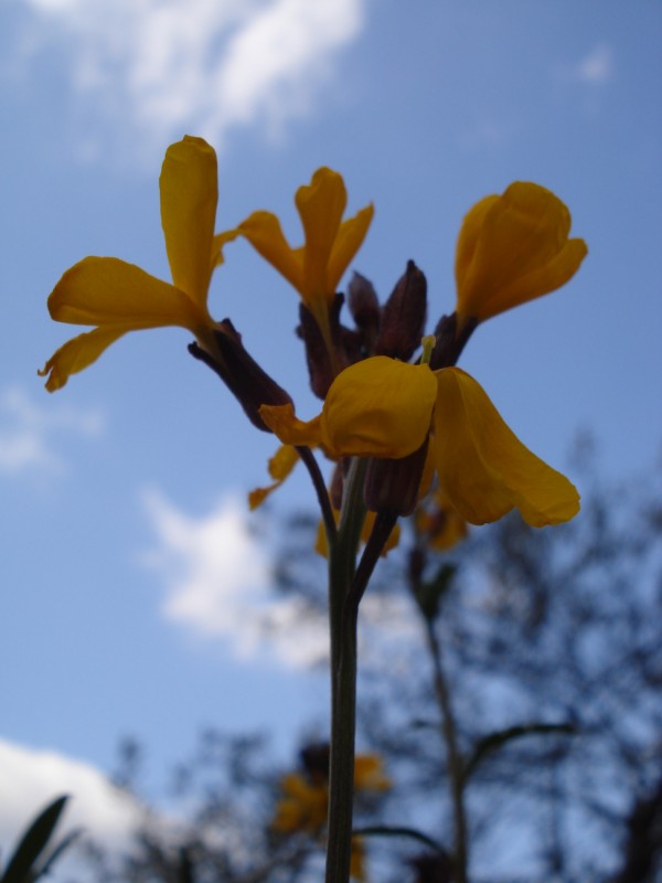 Erysimum cheiri