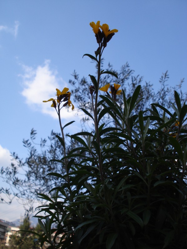 Erysimum cheiri