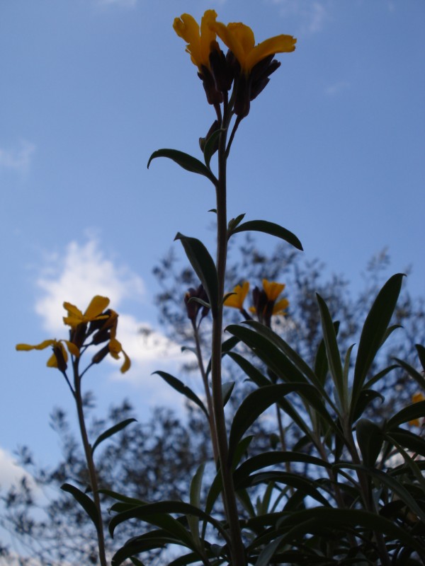 Erysimum cheiri