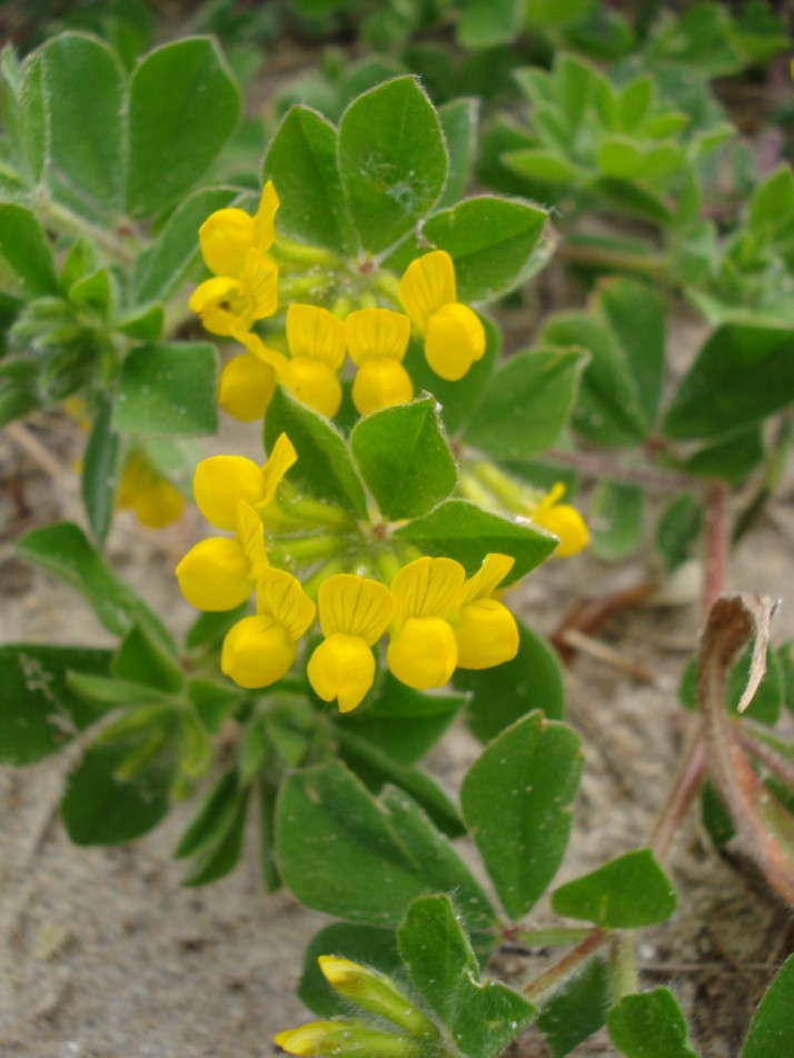 Lotus ornithopodioides