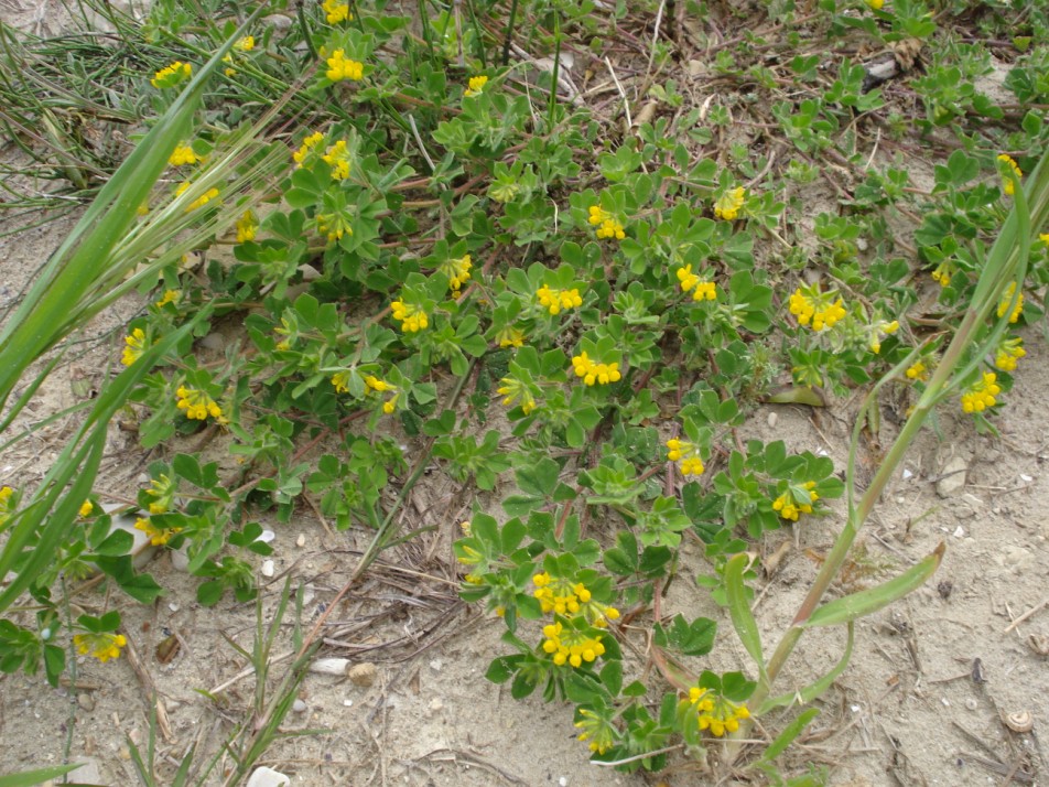 Lotus ornithopodioides