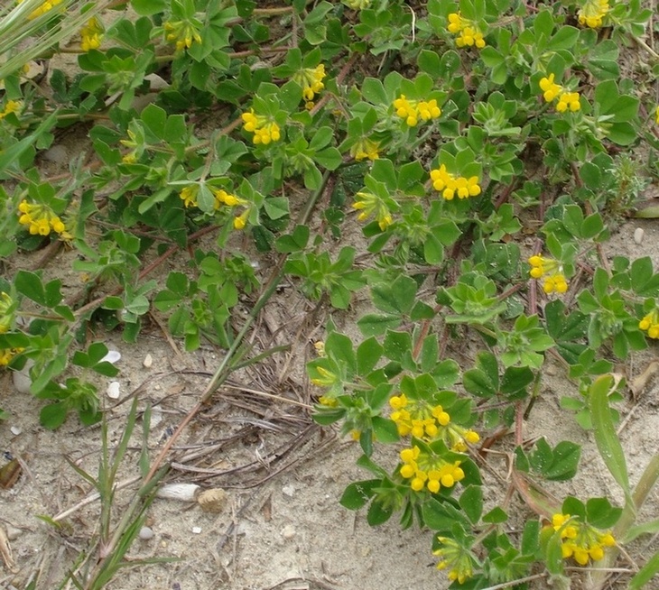 Lotus ornithopodioides