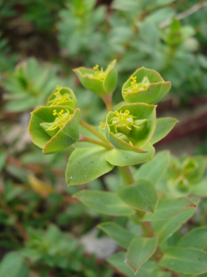 Euphorbia terracina / Euforbia di Terracina