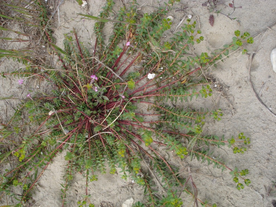 Euphorbia terracina / Euforbia di Terracina