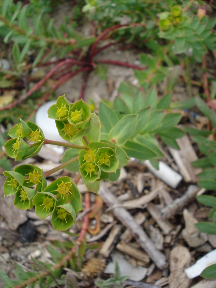 Euphorbia terracina / Euforbia di Terracina