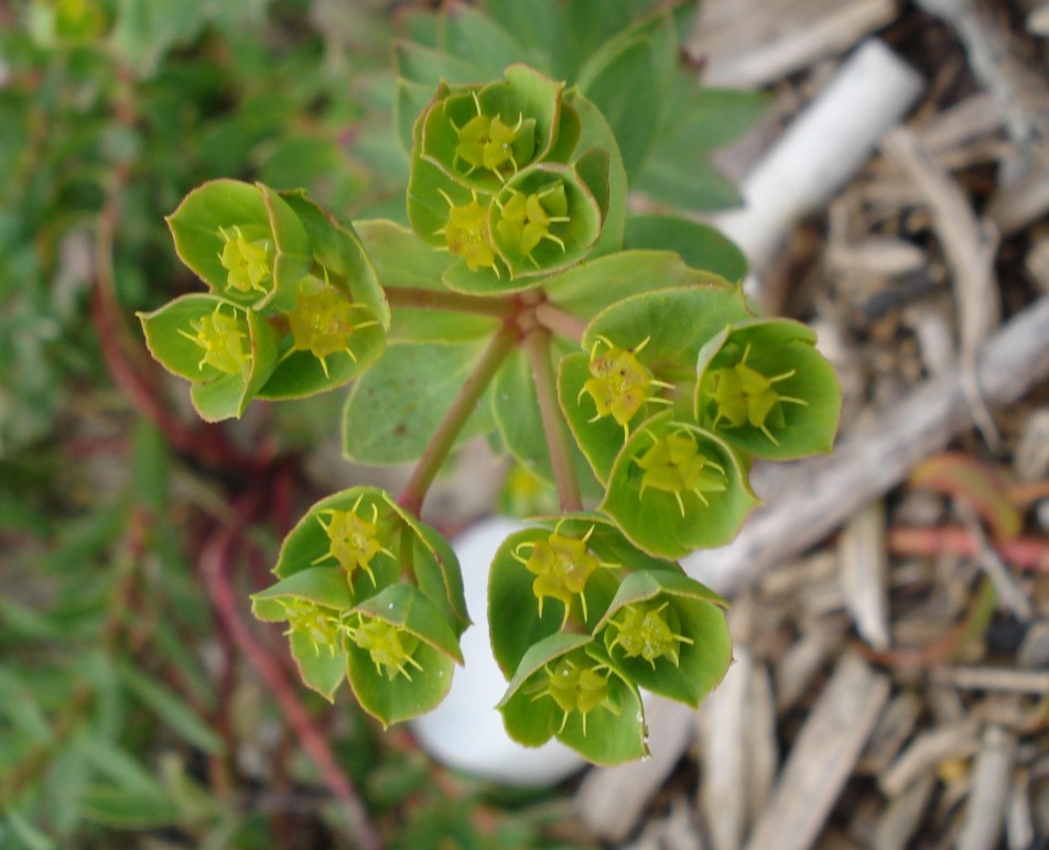 Euphorbia terracina / Euforbia di Terracina