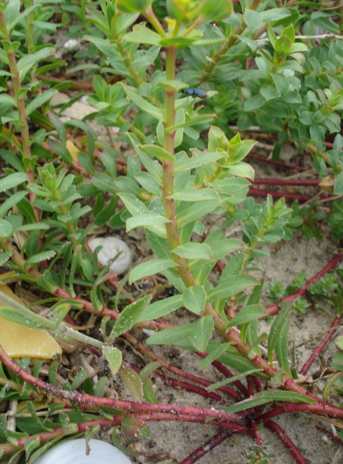 Euphorbia terracina / Euforbia di Terracina