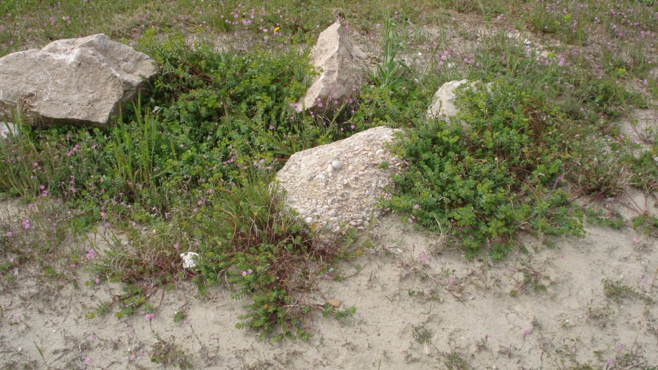 Euphorbia terracina / Euforbia di Terracina