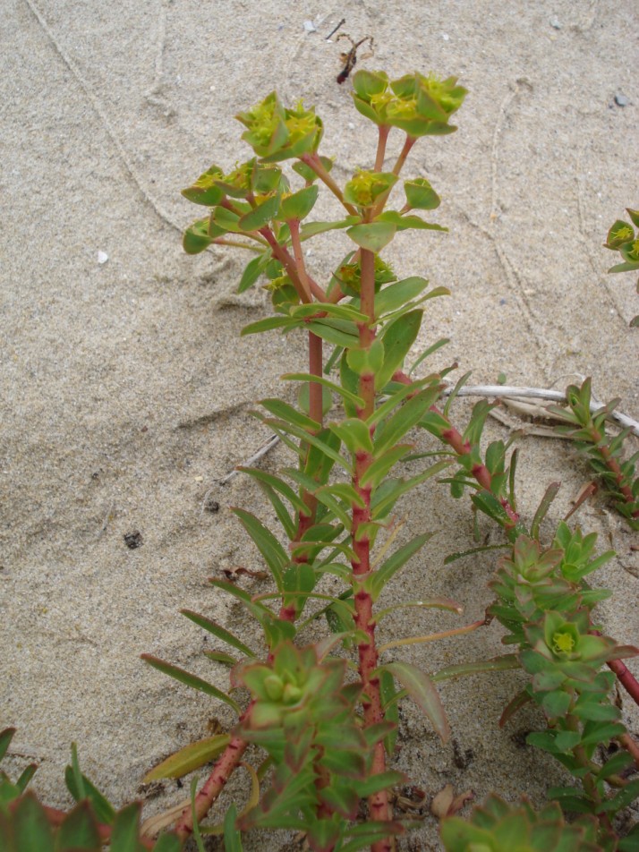 Euphorbia terracina / Euforbia di Terracina