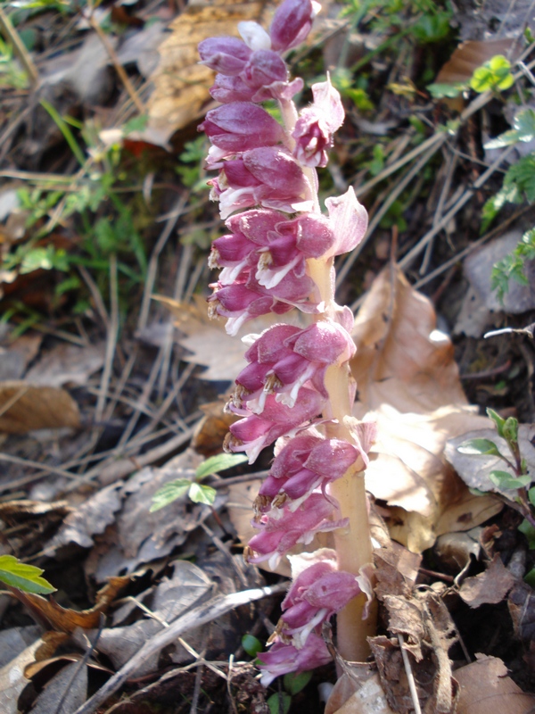 Lathraea squamaria