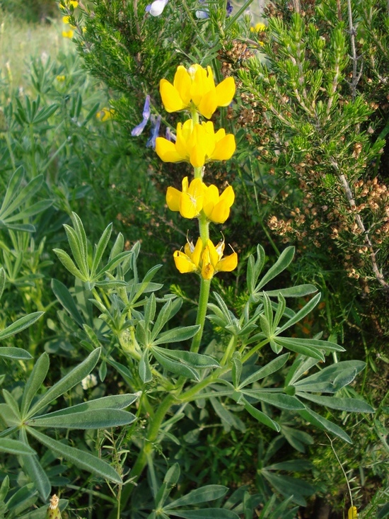 Lupinus luteus / Lupino giallo