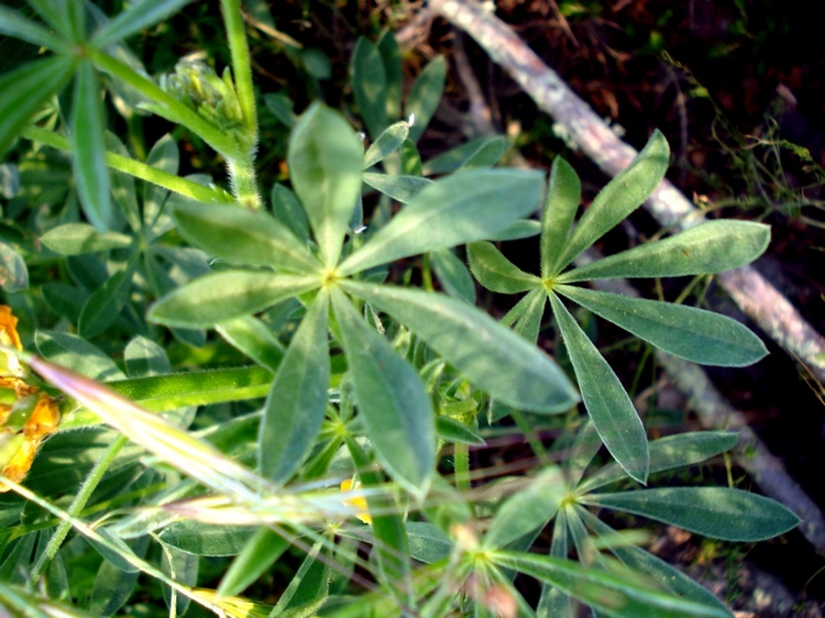 Lupinus luteus / Lupino giallo