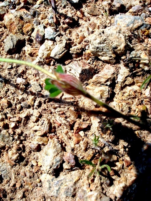 Trifolium stellatum