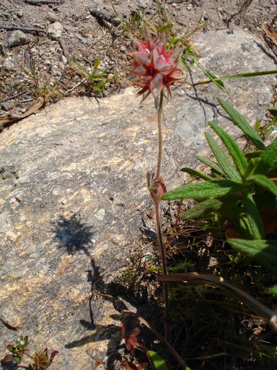 Trifolium stellatum