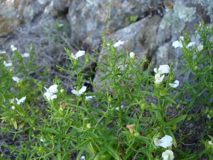 Stachys glutinosa / Betonica fetida