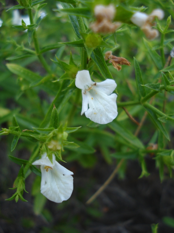 Stachys glutinosa / Betonica fetida