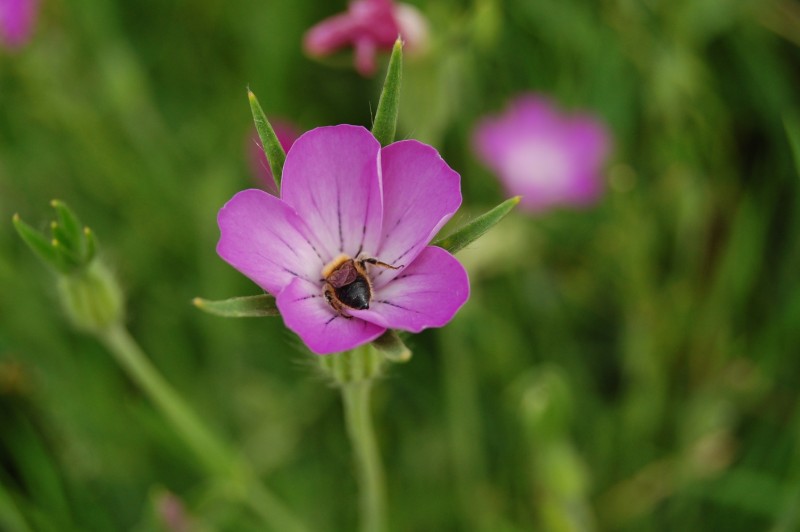 Agrostemma githago / Gittaione comune