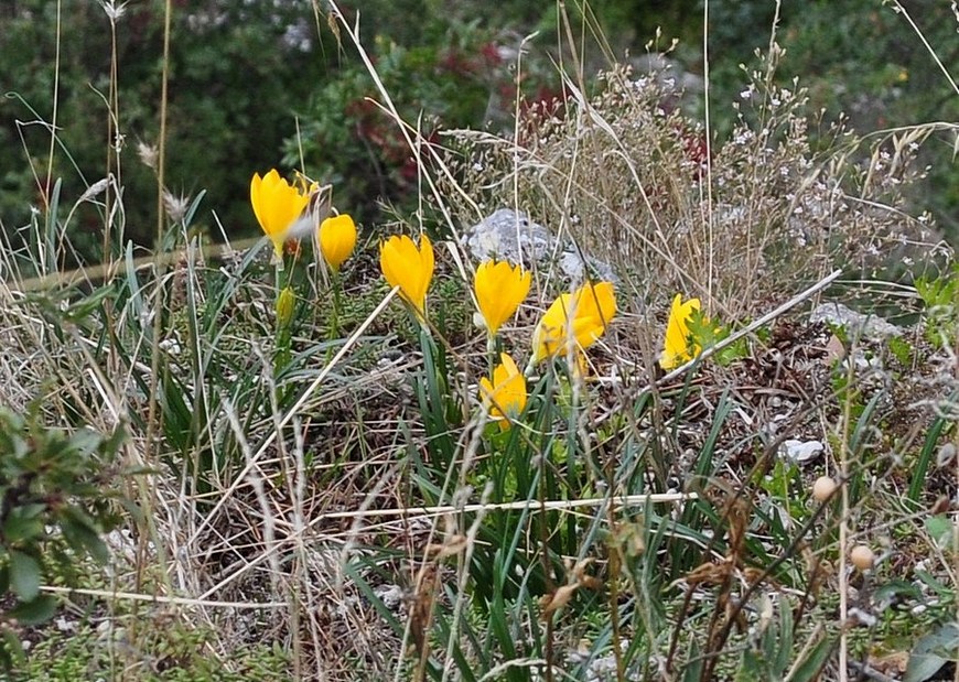 Sternbergia lutea / Zafferanastro giallo