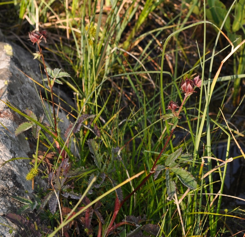 Potentilla palustris (L.) Scop. -Cinquefoglia delle paludi