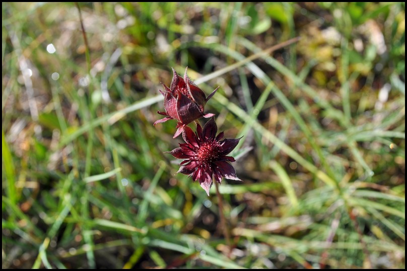 Potentilla palustris (L.) Scop. -Cinquefoglia delle paludi