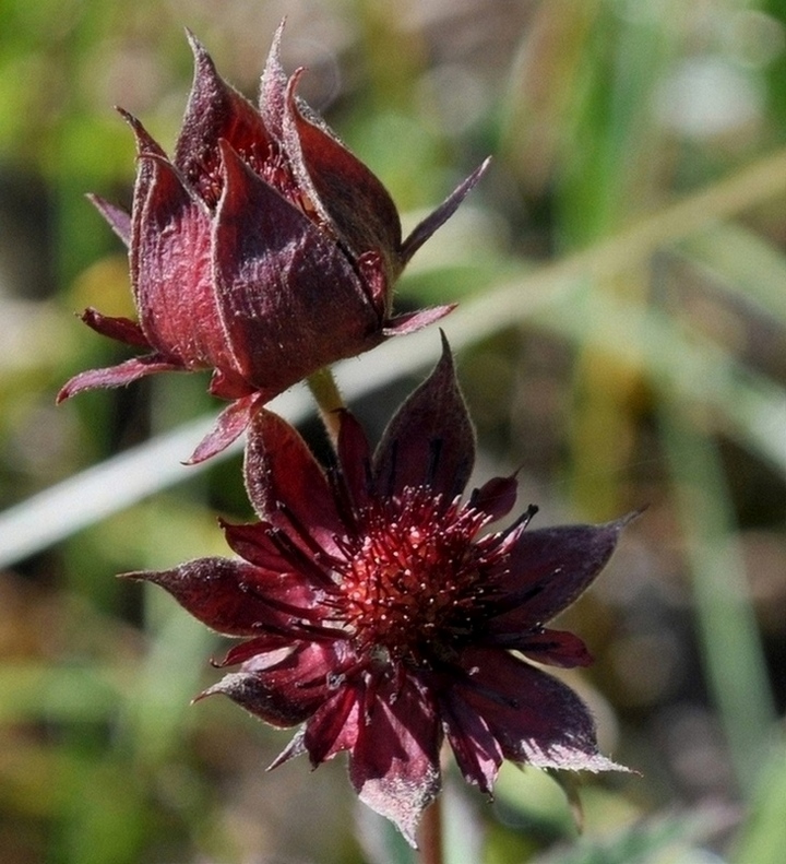 Potentilla palustris (L.) Scop. -Cinquefoglia delle paludi