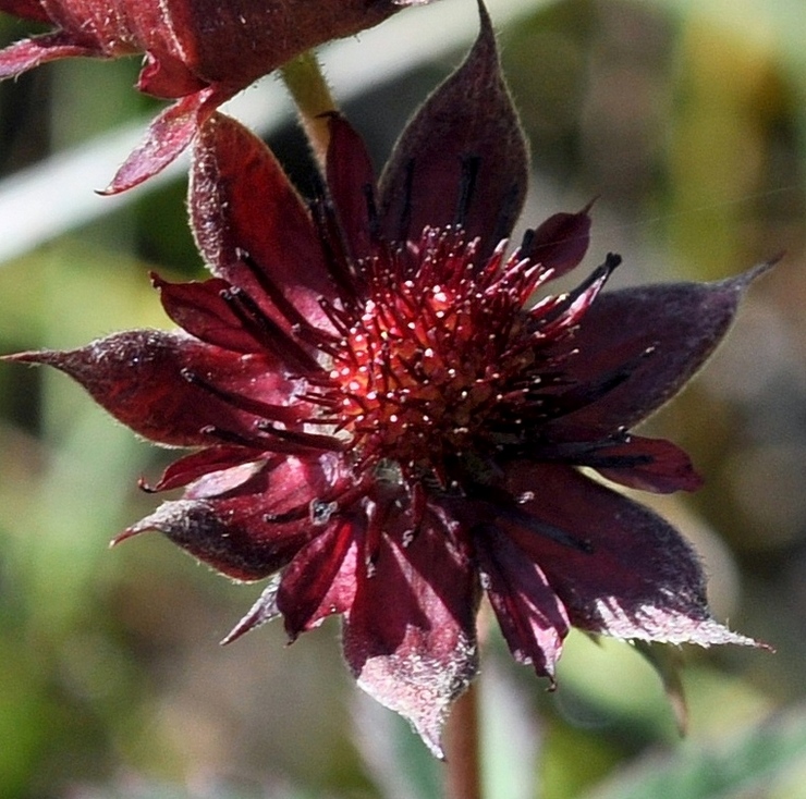 Potentilla palustris (L.) Scop. -Cinquefoglia delle paludi