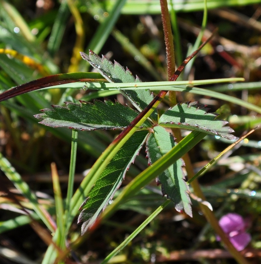 Potentilla palustris (L.) Scop. -Cinquefoglia delle paludi