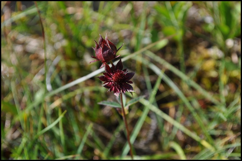 Potentilla palustris (L.) Scop. -Cinquefoglia delle paludi