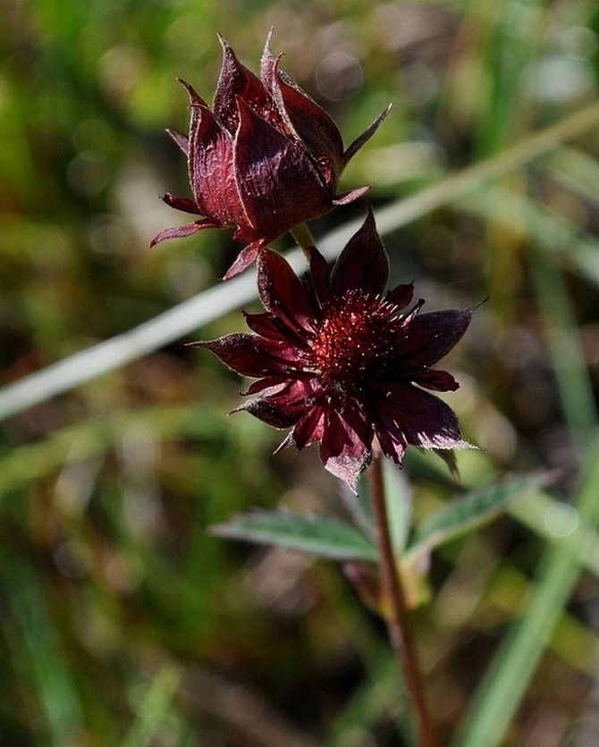 Potentilla palustris (L.) Scop. -Cinquefoglia delle paludi