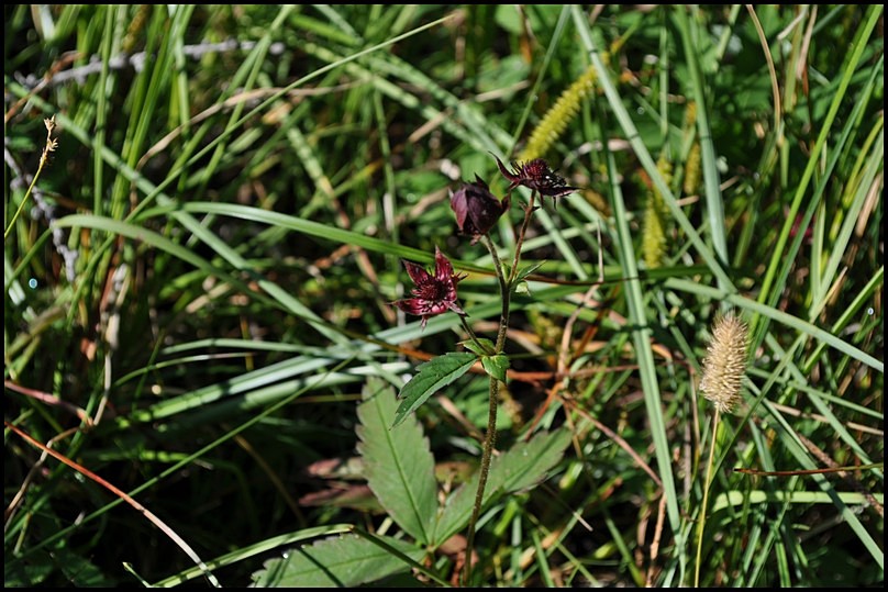 Potentilla palustris (L.) Scop. -Cinquefoglia delle paludi