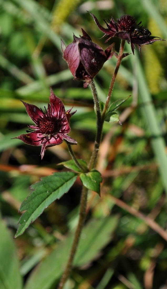 Potentilla palustris (L.) Scop. -Cinquefoglia delle paludi