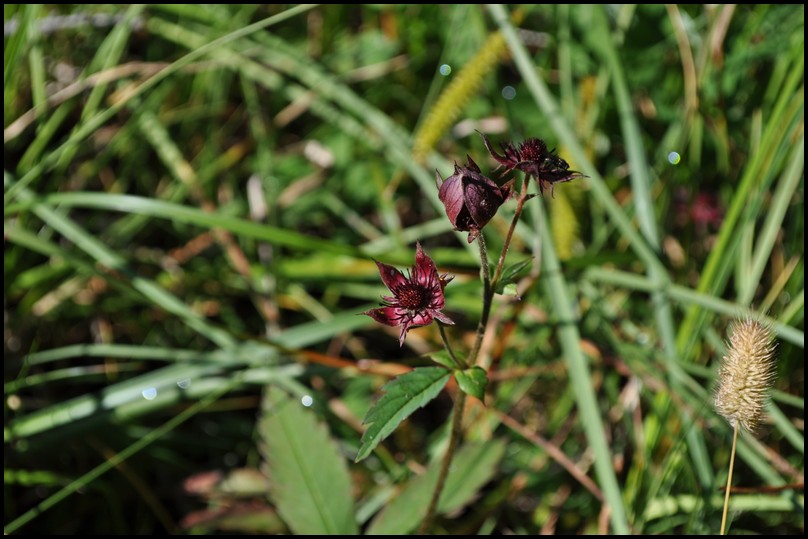 Potentilla palustris (L.) Scop. -Cinquefoglia delle paludi