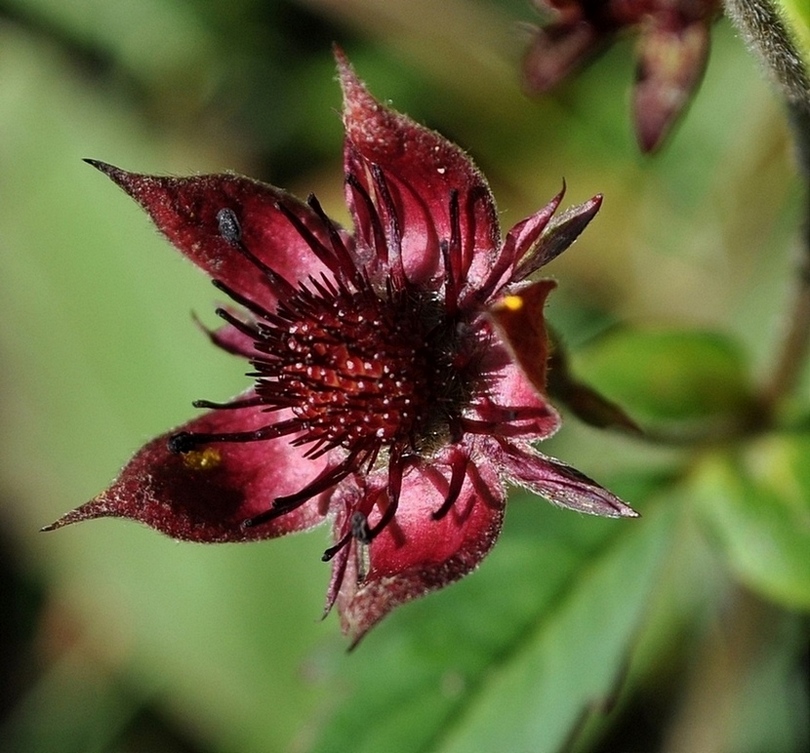 Potentilla palustris (L.) Scop. -Cinquefoglia delle paludi