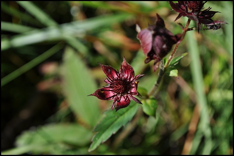 Potentilla palustris (L.) Scop. -Cinquefoglia delle paludi