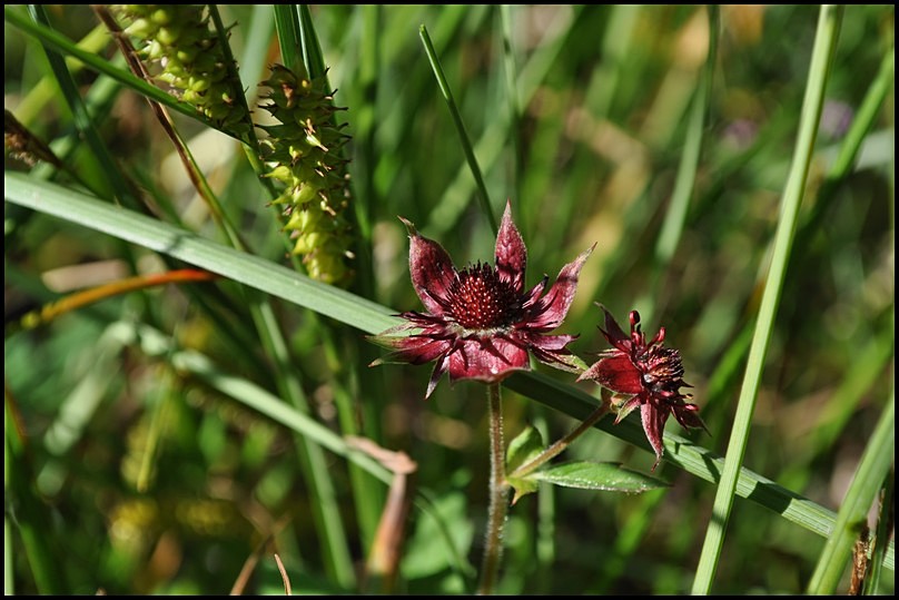 Potentilla palustris (L.) Scop. -Cinquefoglia delle paludi