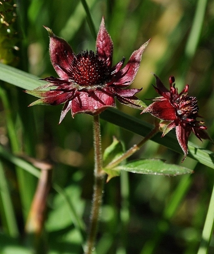 Potentilla palustris (L.) Scop. -Cinquefoglia delle paludi