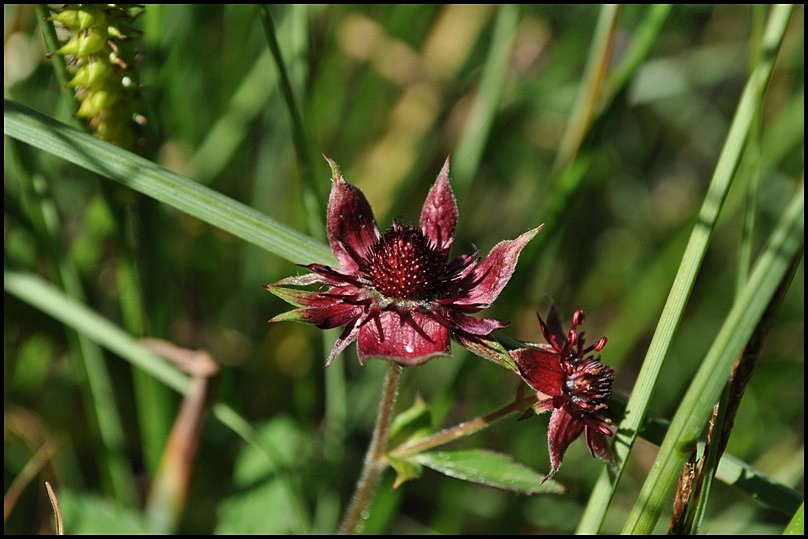 Potentilla palustris (L.) Scop. -Cinquefoglia delle paludi