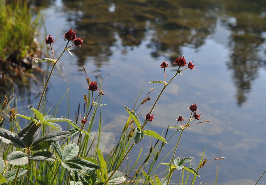 Potentilla palustris (L.) Scop. -Cinquefoglia delle paludi