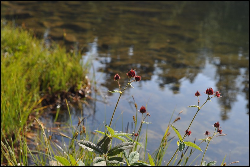 Potentilla palustris (L.) Scop. -Cinquefoglia delle paludi