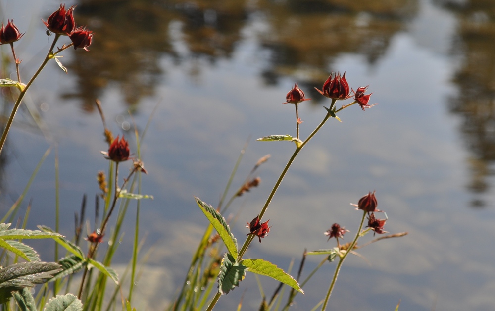 Potentilla palustris (L.) Scop. -Cinquefoglia delle paludi