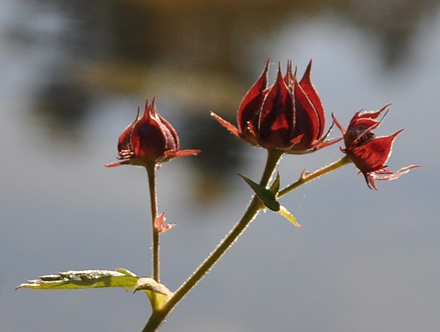 Potentilla palustris (L.) Scop. -Cinquefoglia delle paludi