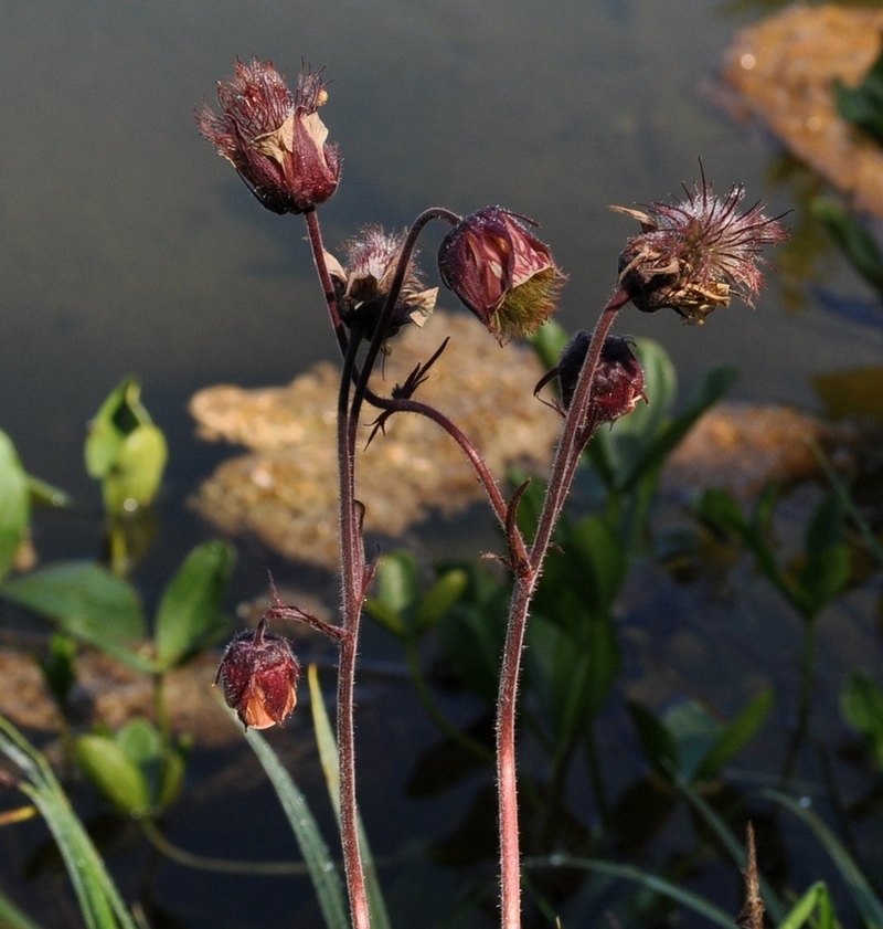 Geum rivale / Cariofillata dei rivi